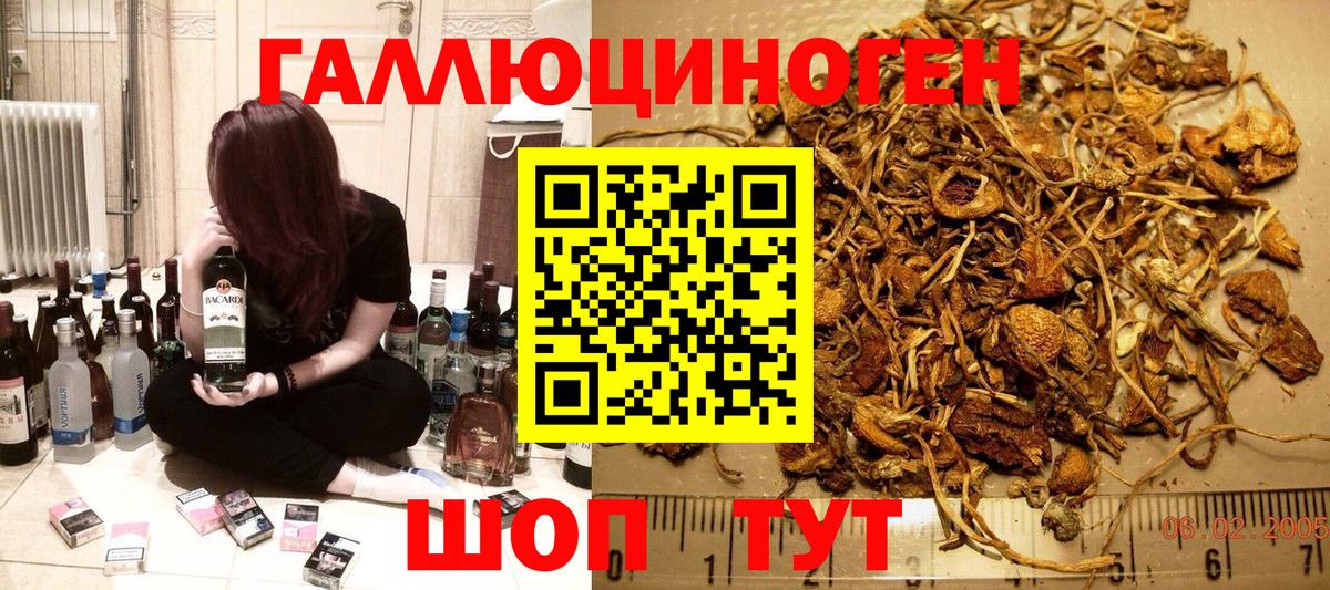 Элиста  Галлюциногенные грибы Psilocybine cubensis  Вход с VPN 